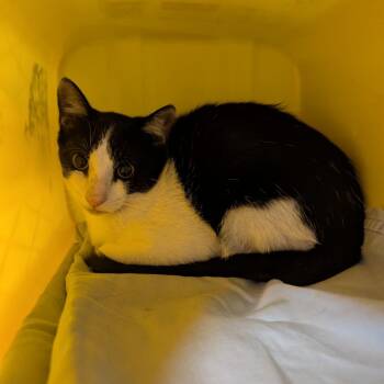 Starfruit -  Domestic Short Hair Cat for Adoption in Manhattan, Kansas - Starfruit | PetCurious