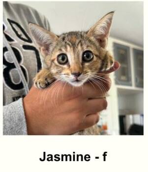 JASMINE -  Domestic Short Hair Cat for Adoption in Broomfield, Colorado - JASMINE | PetCurious