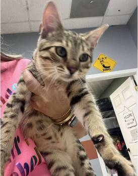 Rescue Domestic Short Hair Cats for Adoption in Dyersburg, Tennessee - Wade | PetCurious