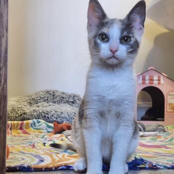 Oksana -  Domestic Short Hair Cat for Adoption in Akron, Ohio - Oksana | PetCurious
