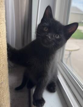 Hendrix -  Domestic Short Hair Cat for Adoption in Mason City, Iowa - Hendrix | PetCurious