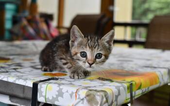 Supra -  Domestic Short Hair Cat for Adoption in Hermitage, Pennsylvania - Supra | PetCurious