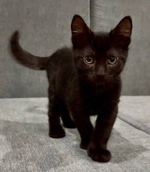 Bramble -  Domestic Short Hair Cat for Adoption in Delson, Quebec - Bramble | PetCurious