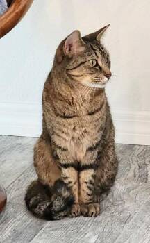 Tabby Cats Available for Adoption - Bailee | PetCurious