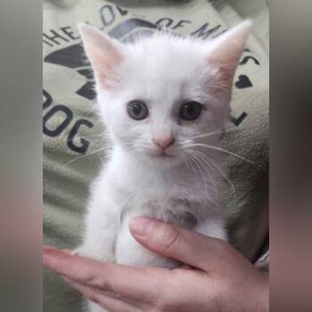 Domestic Short Hair Cats Available for Adoption in Toledo, Ohio - Aspen | PetCurious