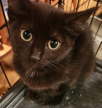 Pixie -  Domestic Long Hair Cat for Adoption in Lewis Center, Ohio - Pixie | PetCurious