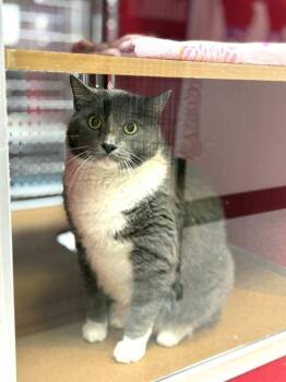 Domestic Short Hair Cats Available for Adoption in Lake Havasu City, Arizona - Wanda | PetCurious