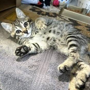 Trent -  Domestic Short Hair Cat for Adoption - Trent | PetCurious