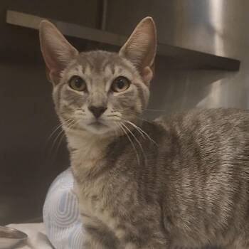 Muffin -  Domestic Short Hair Cat for Adoption in Charleston, South Carolina - Muffin | PetCurious