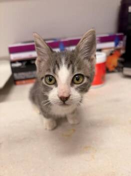 KENNY -  Domestic Medium Hair Cat for Adoption in Baytown, Texas - KENNY | PetCurious