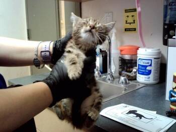 GLOSSARYCK -  Domestic Short Hair Cat for Adoption in Martinez, California - GLOSSARYCK | PetCurious
