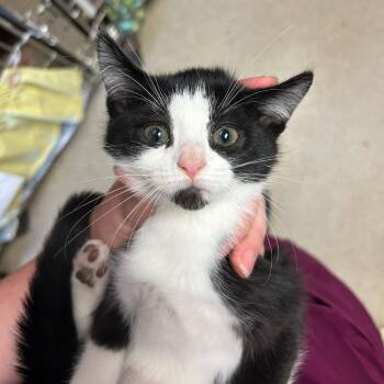 Bucket -  Domestic Short Hair Cat for Adoption in Bristol, Indiana - Bucket | PetCurious