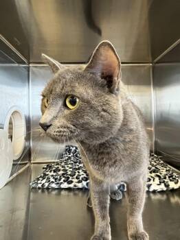Sage -  Abyssinian Cat for Adoption in Havre, Montana - Sage | PetCurious