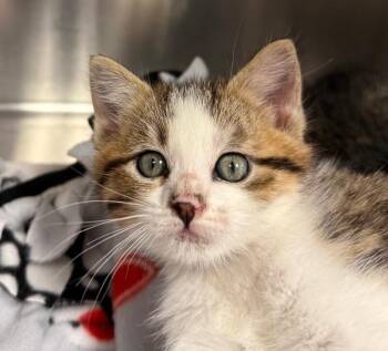 Domestic Medium Hair Cats Available for Adoption in Yankton, South Dakota - Cora | PetCurious