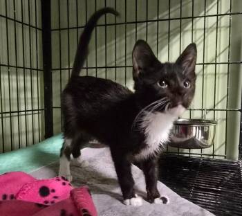 And Oates -  Domestic Short Hair Cat for Adoption in Auburn, Indiana - And Oates | PetCurious
