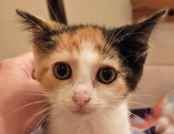 Cameo -  Domestic Short Hair Cat for Adoption in Columbus, Indiana - Cameo | PetCurious