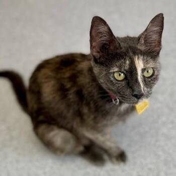Erica - Fun Former Mum -  Dilute Tortoiseshell Cat for Adoption in Hoquiam, Washington - Erica - Fun Former Mum | PetCurious