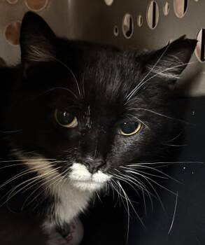 Domestic Short Hair Cats Available for Adoption - Tonya | PetCurious