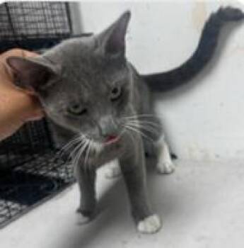 Argent -  Domestic Short Hair Cat for Adoption in West Chester, Pennsylvania - Argent | PetCurious