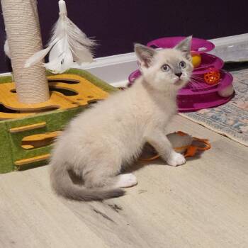 The Other Guy -  Domestic Short Hair Cat for Adoption in Fredericksburg, Virginia - The Other Guy | PetCurious