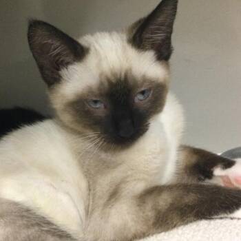 Akela -  Domestic Short Hair Cat for Adoption in Redwood City, California - Akela | PetCurious