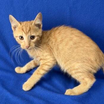 Birch -  Domestic Short Hair Cat for Adoption in Valdosta, Georgia - Birch | PetCurious