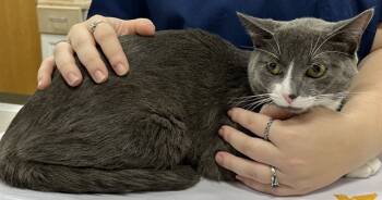 Rescue Domestic Short Hair Cats for Adoption - MEMPHIS | PetCurious