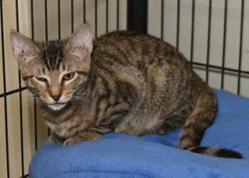 Rescue Domestic Short Hair Cats for Adoption in Baton Rouge, Louisiana - Ezekial | PetCurious