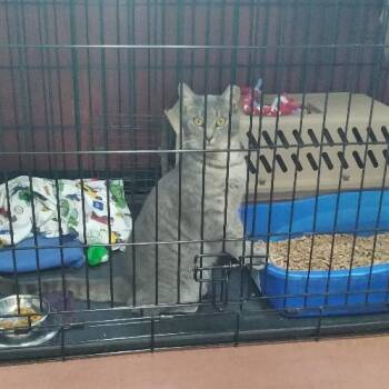 Delaney -  Domestic Short Hair Cat for Adoption in Charlestown, New Hampshire - Delaney | PetCurious