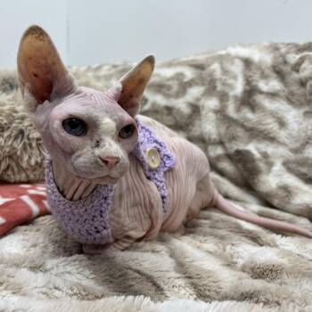 Sphynx Hairless Cat Cats Available for Adoption - Stoli | PetCurious