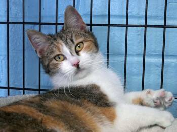 Tabby and Domestic Short Hair Cats Available for Adoption - Plum | PetCurious