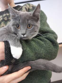 Rescue Domestic Short Hair Cats for Adoption in Sainte-angèle-de-monnoir, Quebec - Deena (FA/FF) | PetCurious