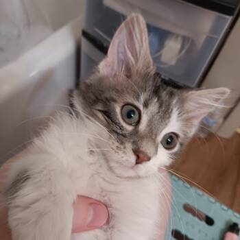 Rescue Domestic Long Hair Cats for Adoption in Springfield, Ohio - Rhaena | PetCurious