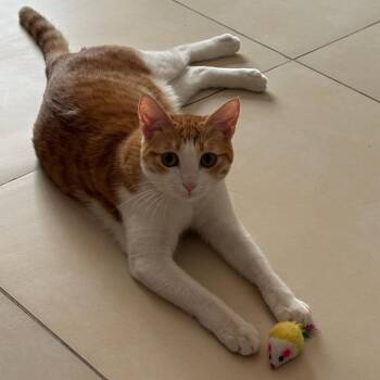 Buttercup -  Domestic Short Hair Cat for Adoption in Chattanooga, Tennessee - Buttercup | PetCurious