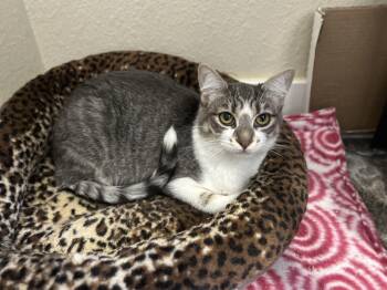 Karma -  Domestic Short Hair Cat for Adoption in Springfield, Oregon - Karma | PetCurious