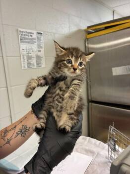 Cider -  Domestic Short Hair Cat for Adoption in Cincinnati, Ohio - Cider | PetCurious