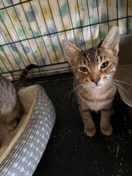 Gaston -  Domestic Short Hair Cat for Adoption in Camp Hill, Pennsylvania - Gaston | PetCurious