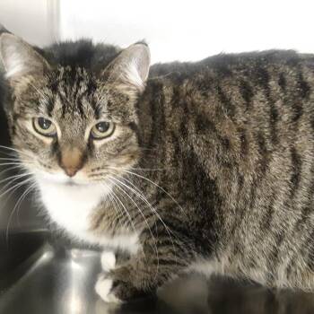 Domestic Short Hair Cats Available for Adoption - Tiggy | PetCurious