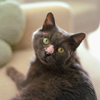 Wheatus -  Domestic Short Hair Cat for Adoption in Tampa, Florida - Wheatus | PetCurious