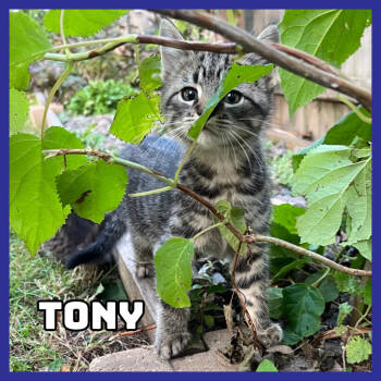 Rescue Domestic Short Hair Cats for Adoption in Glenwood, Minnesota - Tony | PetCurious