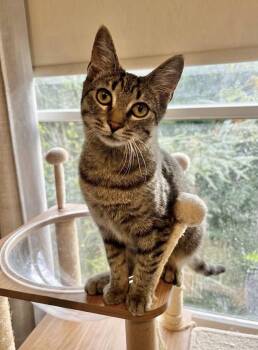 Tony -  Abyssinian and Domestic Medium Hair Cat for Adoption in Allentown, New Jersey - Tony | PetCurious
