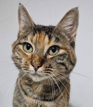 Rescue Pixiebob Cats for Adoption in Biloxi, Mississippi - Tabasco McSnuggles | PetCurious