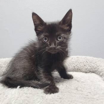 Stanley -  Domestic Medium Hair Cat for Adoption in Cabot, Arkansas - Stanley | PetCurious
