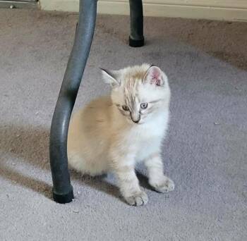 Siamese and Ragdoll Cats Available for Adoption in Palmdale, California - COCO | PetCurious