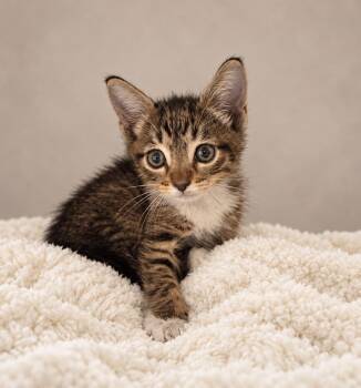 Fleskes -  Tabby Cat for Adoption in Miami, Florida - Fleskes | PetCurious