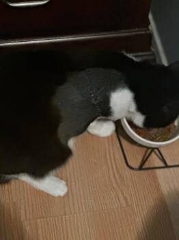 Domestic Short Hair Cats Available for Adoption - Freya | PetCurious