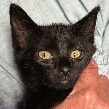 Rescue Domestic Short Hair Cats for Adoption in Rochester, Minnesota - CoCo | PetCurious