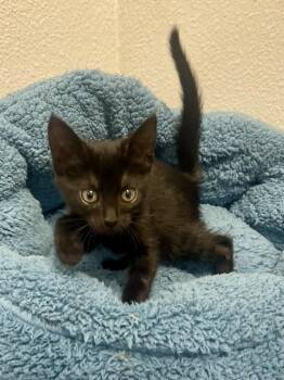 Domestic Short Hair Cats Available for Adoption in Jamestown, California - Stefan | PetCurious