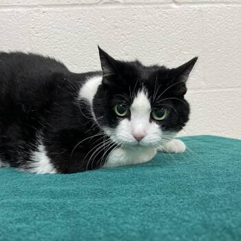 Sundae -  Domestic Short Hair Cat for Adoption in Lyndhurst, Virginia - Sundae | PetCurious