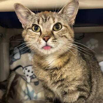 Halligan -  Domestic Short Hair Cat for Adoption in Olean, New York - Halligan | PetCurious